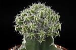 Euphorbia mitriformis (innest.) Cm. 8,5 € 48,00
